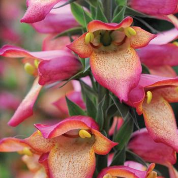 Digitalis x valinii Illumination® 'Flame' (188508)