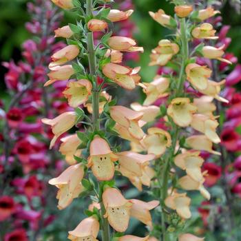 Digitalis x valinii Illumination® 'Apricot' (188512)