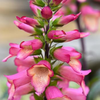 Digitalis x valinii Illumination® 'Pink' (188518)