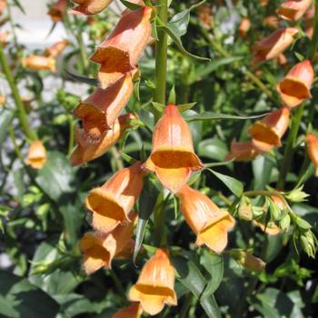 Digitalis Walberton's® 'Goldcrest' (188533)