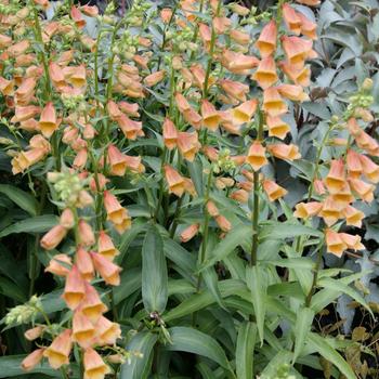 Digitalis Walberton's® 'Goldcrest' (188535)