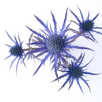 Eryngium x zabelli Hillier™ 'Blue Waves' (188537)