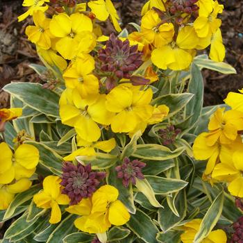 Erysimum Walberton's® 'Fragrant Star' (188548)