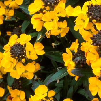 Erysimum Walberton's® 'Fragrant Sunshine' (188550)