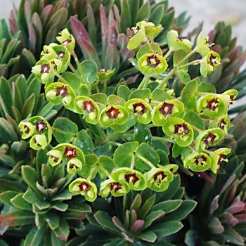 Euphorbia x martinii Sahara™ 'Tiny Tim' (188552)