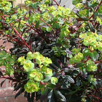 Euphorbia amygdaloides Sahara™ 'Ruby Glow' (188558)