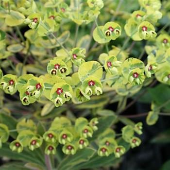 Euphorbia x martinii Sahara™ 'Ascot Rainbow' (188560)