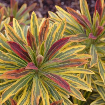 Euphorbia x martinii Sahara™ 'Ascot Rainbow' (188561)