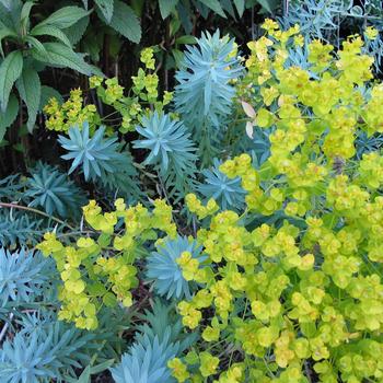 Euphorbia Watersaver™ 'Blue Haze' (188565)