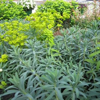 Euphorbia Watersaver™ 'Blue Haze' (188567)