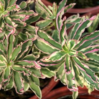 Euphorbia epithymodies Watersaver™ 'First Blush' (188574)