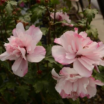 Hibiscus syriacus Smoothie™ 'Peppermint Smoothie™' (188632)