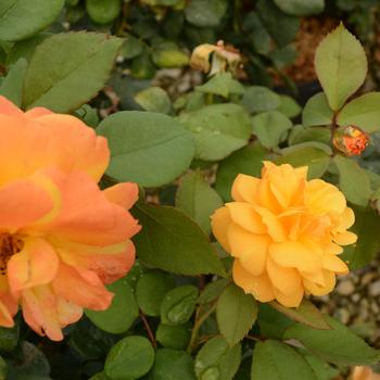 Rosa Good As Gold™ '' (188635)