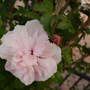 Hibiscus syriacus French Cabaret™ 'Blush' (188750)