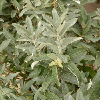 Salix candida 'Iceberg Alley®' (188759)