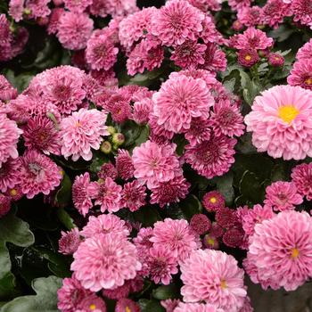 Chrysanthemum x morifolium 'Cheryl™ Regal Purple' (188767)