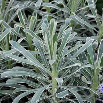 Euphorbia x martinii 'Glacier Blue' (188774)