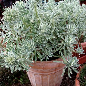 Euphorbia x martinii 'Glacier Blue' (188777)