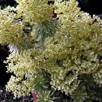 Euphorbia Sahara™ 'Tasmanian Tiger' (188778)