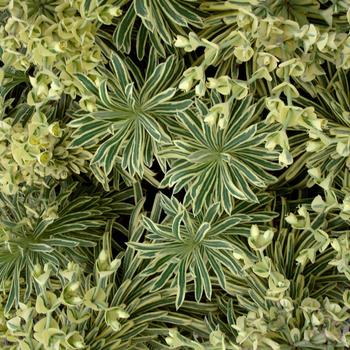 Euphorbia Sahara™ 'Tasmanian Tiger' (188779)