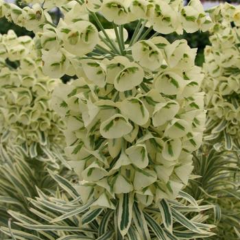 Euphorbia Sahara™ 'Tasmanian Tiger' (188780)