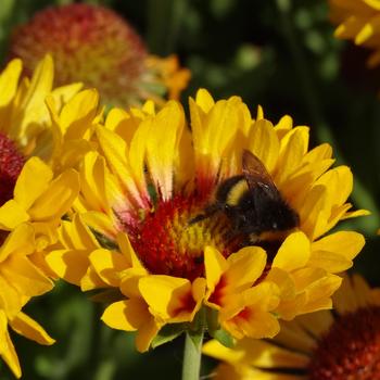 Gaillardia Realflor® 'Fanfare Citronella' (188845)