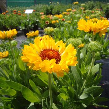 Gaillardia Realflor® 'Fanfare Citronella' (188848)