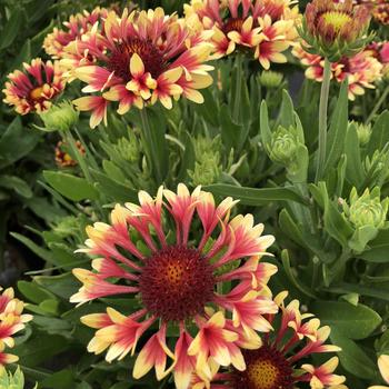 Gaillardia Realflor® 'Fanfare Showtime' (188850)