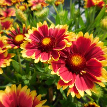 Gaillardia Realflor® Compact 'Sunset Cutie' (188853)