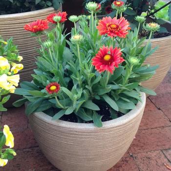 Gaillardia Realflor® 'Celebration' (188858)