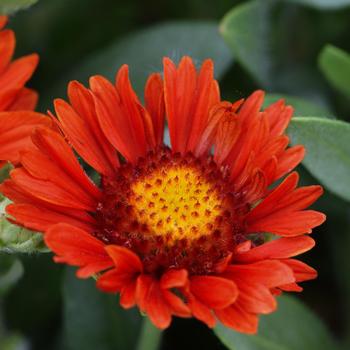 Gaillardia Realflor® 'Celebration' (188859)