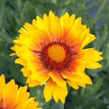 Gaillardia Realflor® SM 'Sunset Sunrise' (188860)