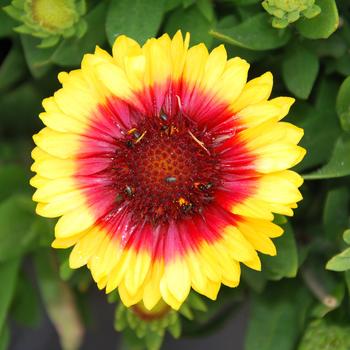 Gaillardia Realflor® Super Compact 'Sunset Halo' (188864)