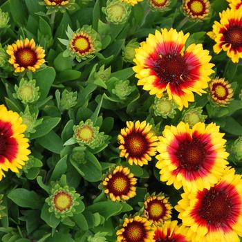 Gaillardia Realflor® Super Compact 'Sunset Halo' (188865)