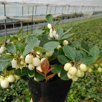 Gaultheria procumbens 'Winter Fiesta' (188878)