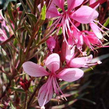 Gaura lindheimeri 'Passionate Rainbow™' (188879)