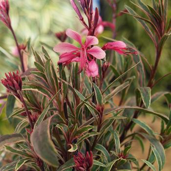 Gaura lindheimeri 'Passionate Rainbow™' (188880)