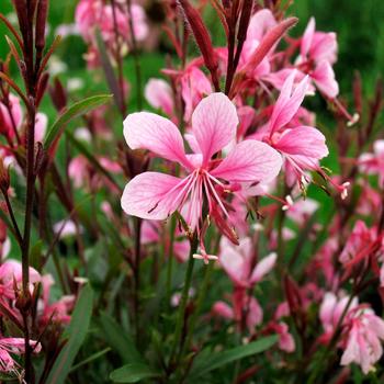 Gaura lindheimeri 'Passionate Blush™' (188884)