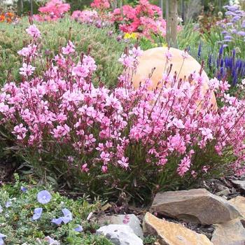 Gaura lindheimeri 'Passionate Blush™' (188887)