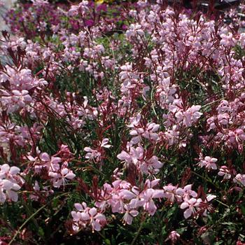 Gaura lindheimeri Flutterby Fountains™ 'Pink Fountain' (188896)