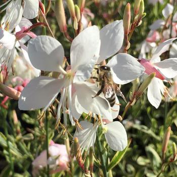 Gaura lindheimeri Flutterby Fountains™ 'Silver Fountain' (188897)