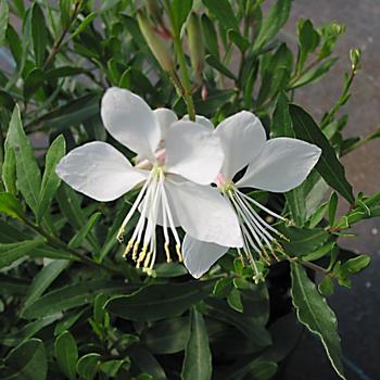 Gaura lindheimeri Flutterby Fountains™ 'Snow Fountain' (188898)