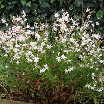 Gaura lindheimeri Flutterby Fountains™ 'Snow Fountain' (188899)