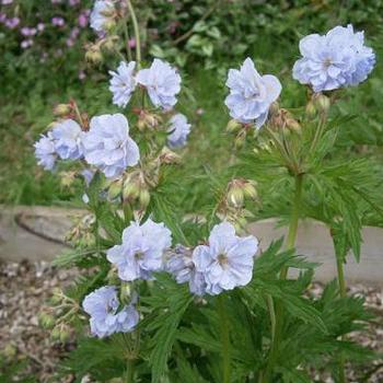 Geranium pratense 'Cloud Nine' (188902)