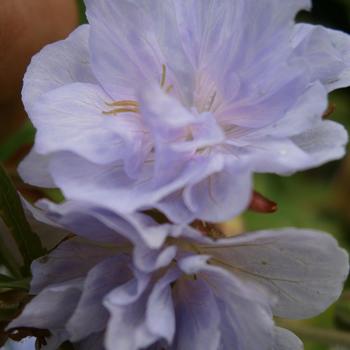 Geranium pratense 'Cloud Nine' (188903)