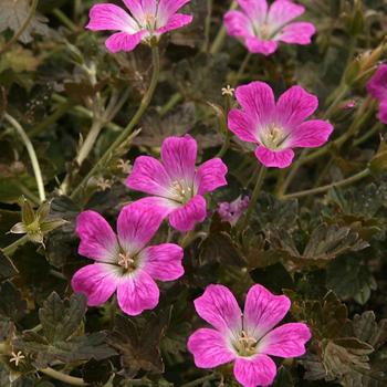 Geranium x antipodeum 'Orkney Cherry' (188905)