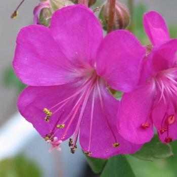 Geranium x cantabrigiense 'Crystal Rose' (188909)