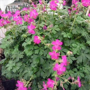 Geranium x cantabrigiense 'Crystal Rose' (188911)