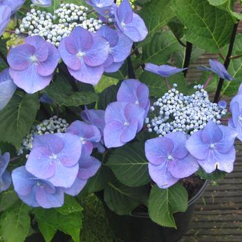 Hydrangea macrophylla 'Zorro' (188931)