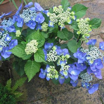 Hydrangea macrophylla 'Zorro' (188932)